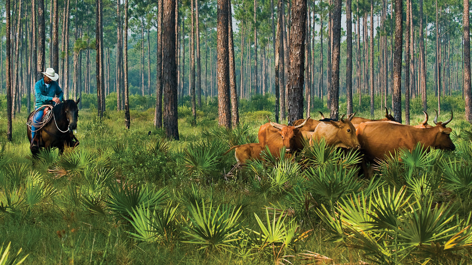 Cattle Ranchers Help to Save the Everglades C&I Magazine