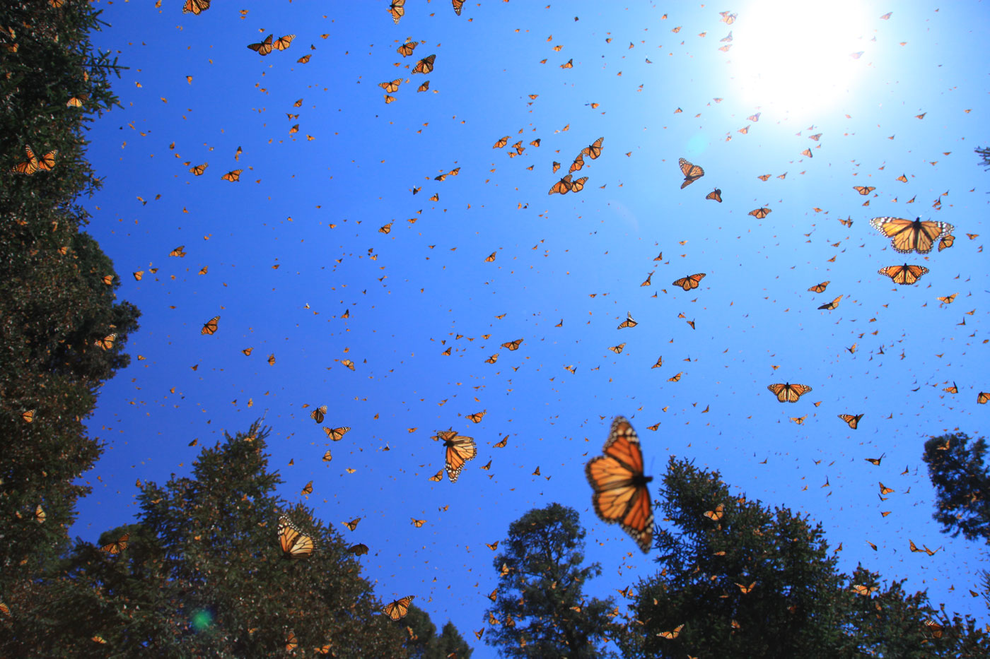 Where Have All Monarchs Gone >> Where Have All The Monarchs Gone Cowboys And Indians Magazine Where Have All Monarchs Gone >> Where Have All The Monarchs Gone Cowboys And Indians Magazine