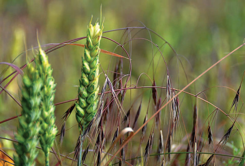 Photography: Jan Samanek/State Phytosanitary Administration/Courtesy Bugwood.org