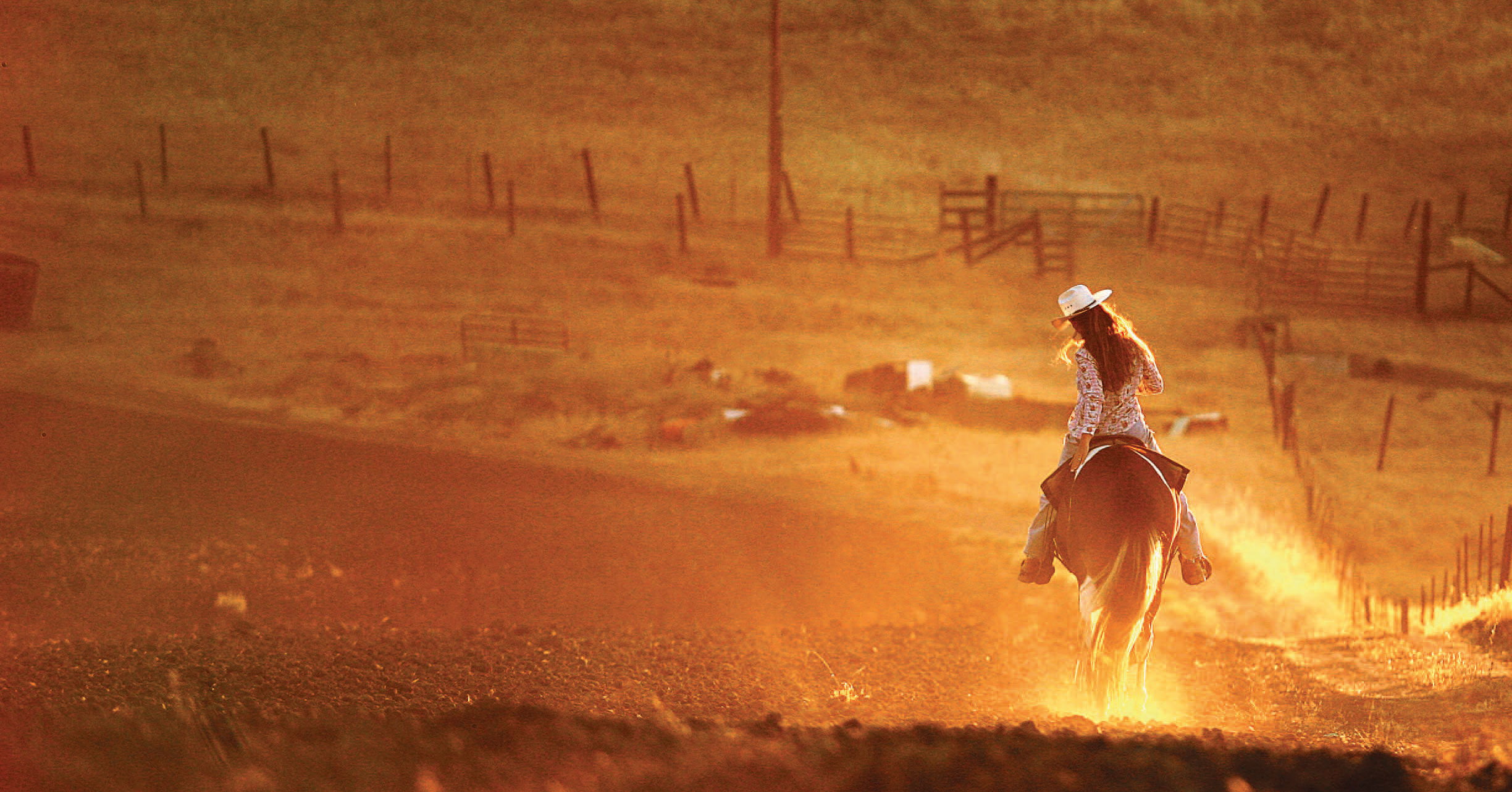 Horses bred in the wild are rodeo naturals, Lifestyles