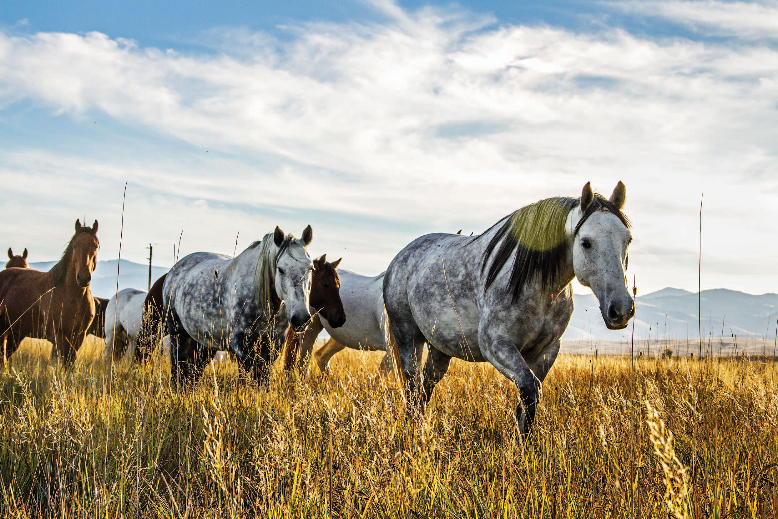 http://www.cowboysindians.com/wp-content/uploads/2017/04/Equine-41.jpg