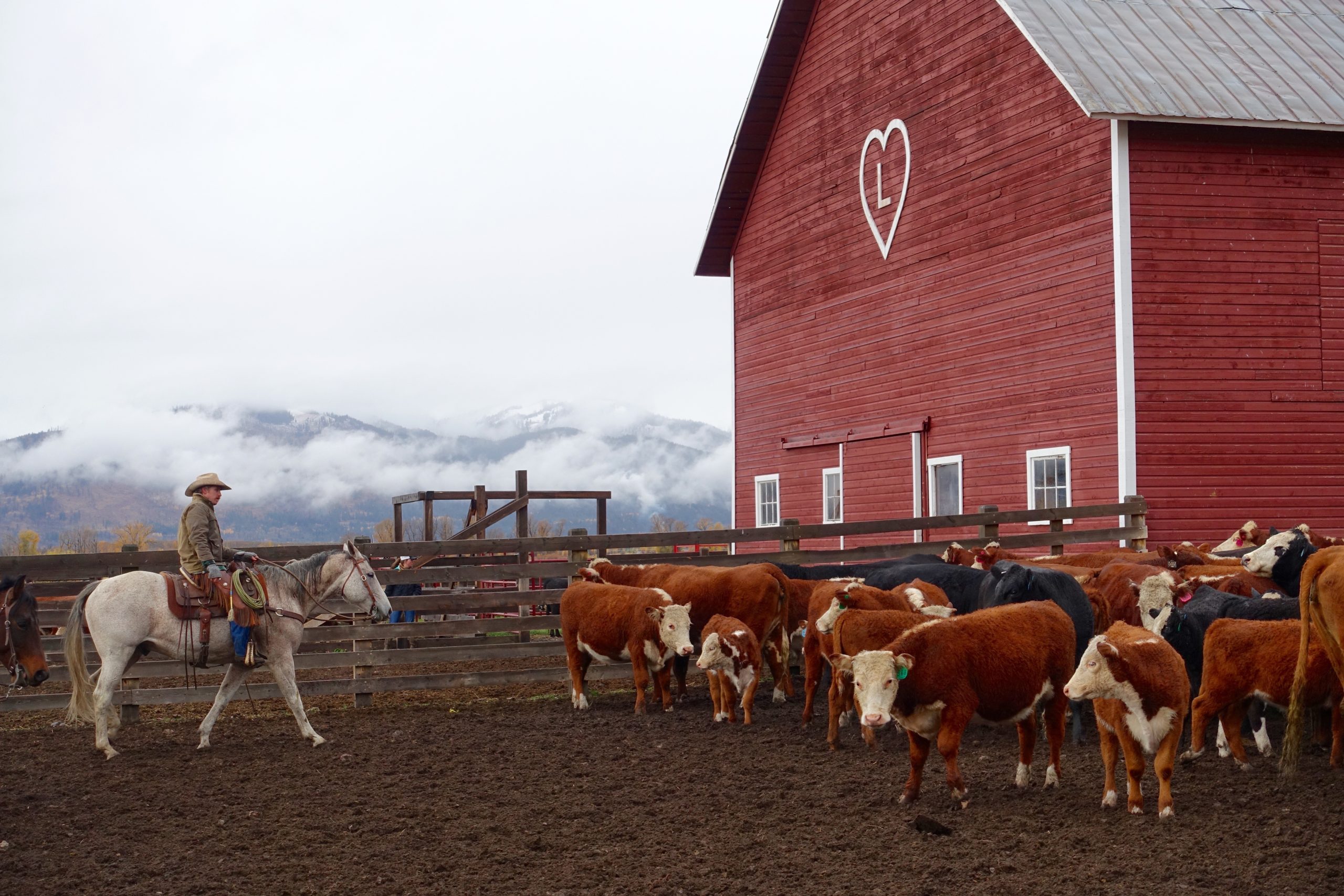 Wyoming Working Cattle Ranches