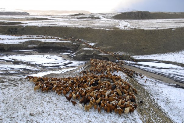 Bering Pacific Ranches