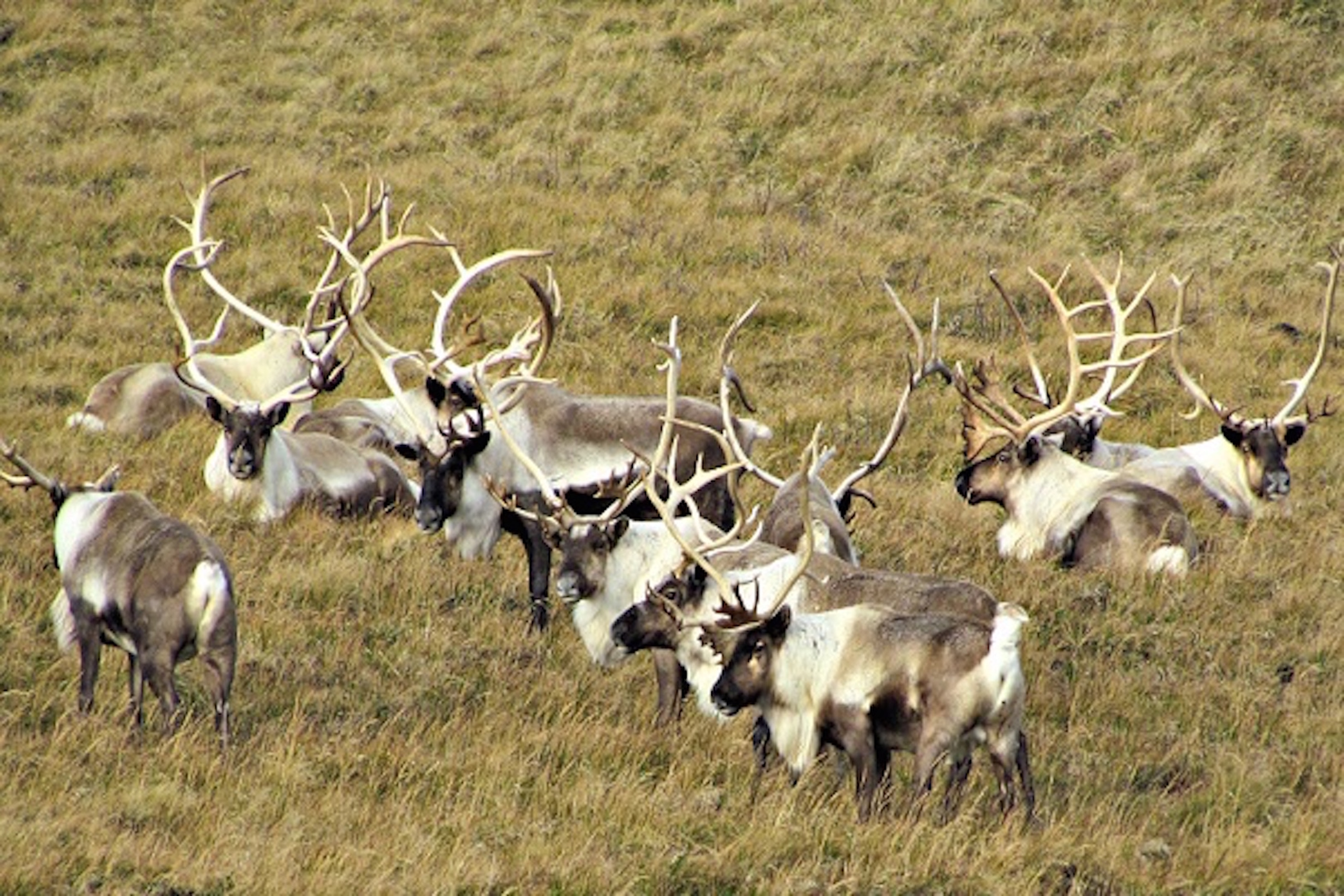 Bering Pacific Ranches