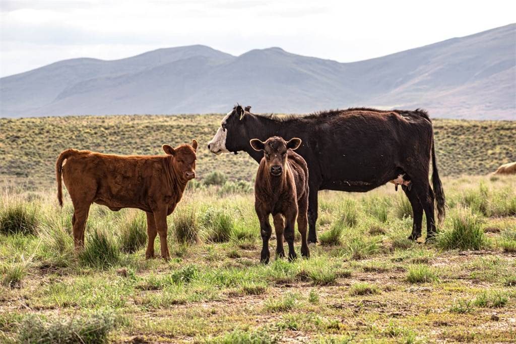 Hot Property: Historic Cattle Ranch in Northern Nevada