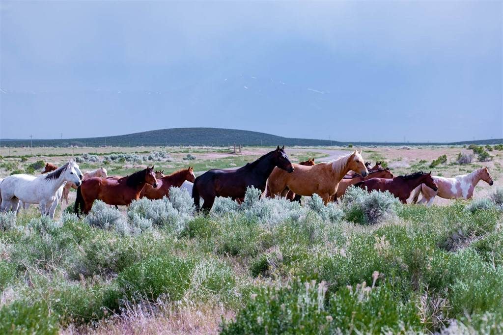 Hot Property Historic Cattle Ranch in Northern Nevada