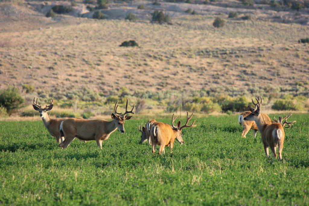 Hot Property Split Rock Ranch C&I Magazine