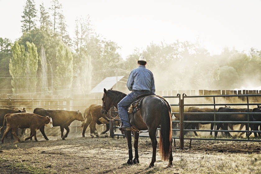 Cholula Collection By STS Ranch - COWGIRL Magazine