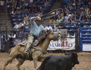 A rodeo athlete competes in tie-down roping at an Amarillo rodeo.