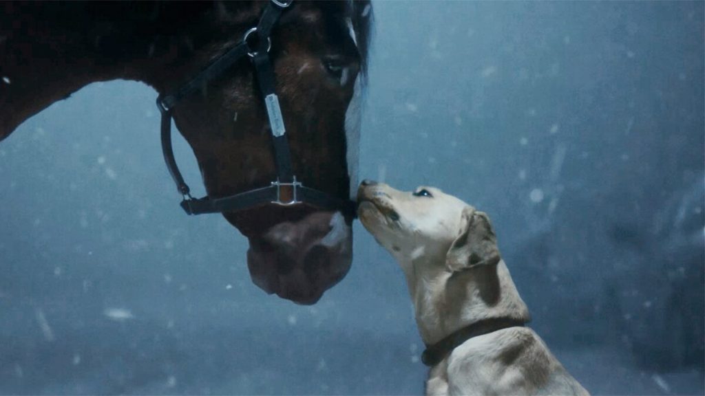 Budweiser Clydesdale and Labrador Retriever 