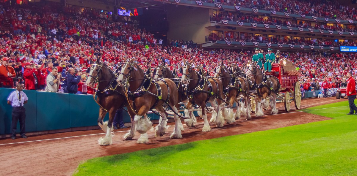 Budweiser Clydesdales