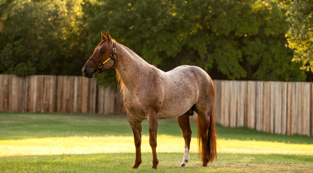 Horse Of Dreams: Honoring The American Quarter Horse
