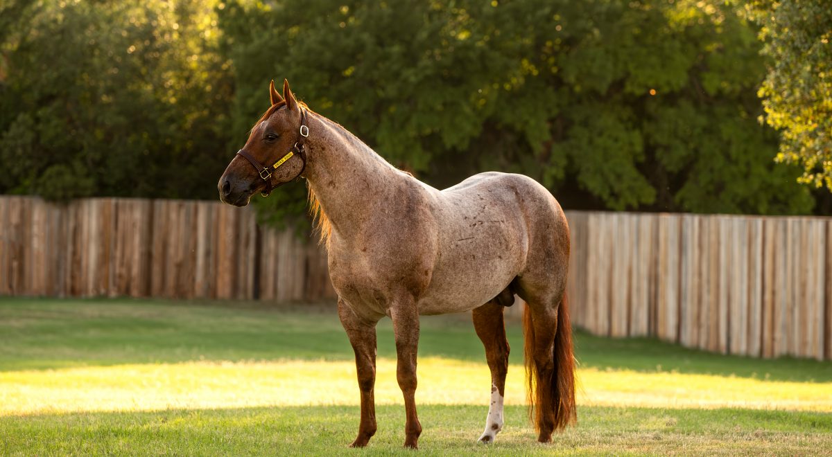 Quarter horse Third Edge standing in a pasture — 2022 NCHA Open Horse of the Year, NCHA Hall of Fame, $341,390.63 in lifetime earnings.