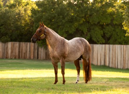 Quarter horse Third Edge standing in a pasture — 2022 NCHA Open Horse of the Year, NCHA Hall of Fame, $341,390.63 in lifetime earnings.