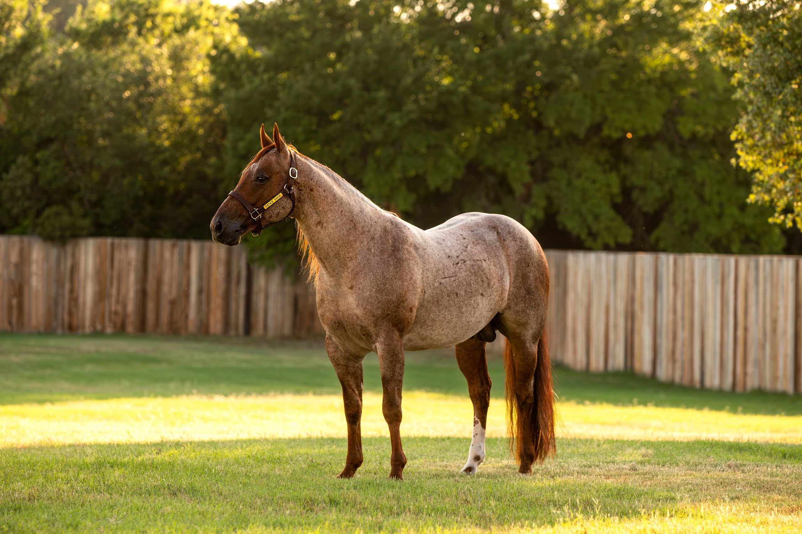 Quarter horse Third Edge standing in a pasture — 2022 NCHA Open Horse of the Year, NCHA Hall of Fame, $341,390.63 in lifetime earnings.
