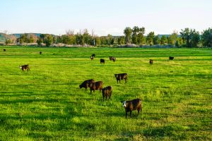 Cows grazing in a large field used for cattle grazing on the Wood River Ranch property.