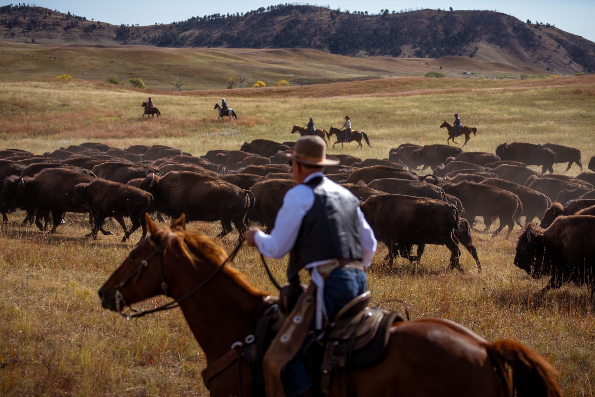 You Herd It Here At The Custer State Park Buffalo Roundup