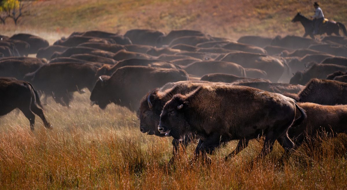 A herd of bison trot through a grassy field during the Custer State Park Buffalo Roundup.