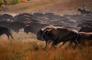 A herd of bison trot through a grassy field during the Custer State Park Buffalo Roundup.