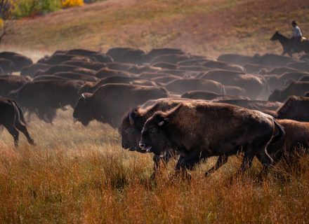 A herd of bison trot through a grassy field during the Custer State Park Buffalo Roundup.