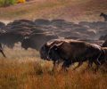 A herd of bison trot through a grassy field during the Custer State Park Buffalo Roundup.