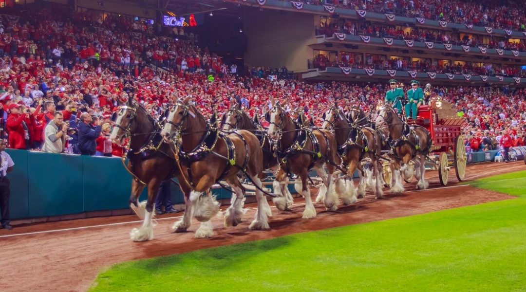 Budweiser Clydesdales Returning for Super Bowl