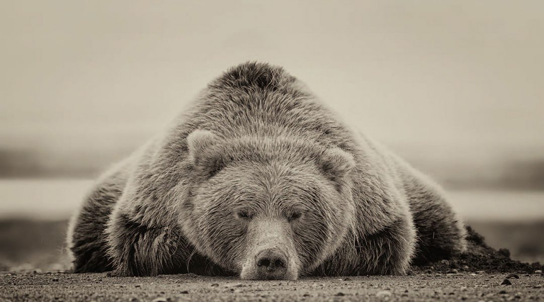 Bear in Mind C&I Magazine