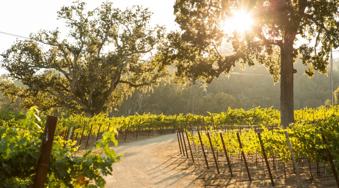 Grant Kirkpatrick's Split Rock Ranch and Vineyard in Paso Robles, CA